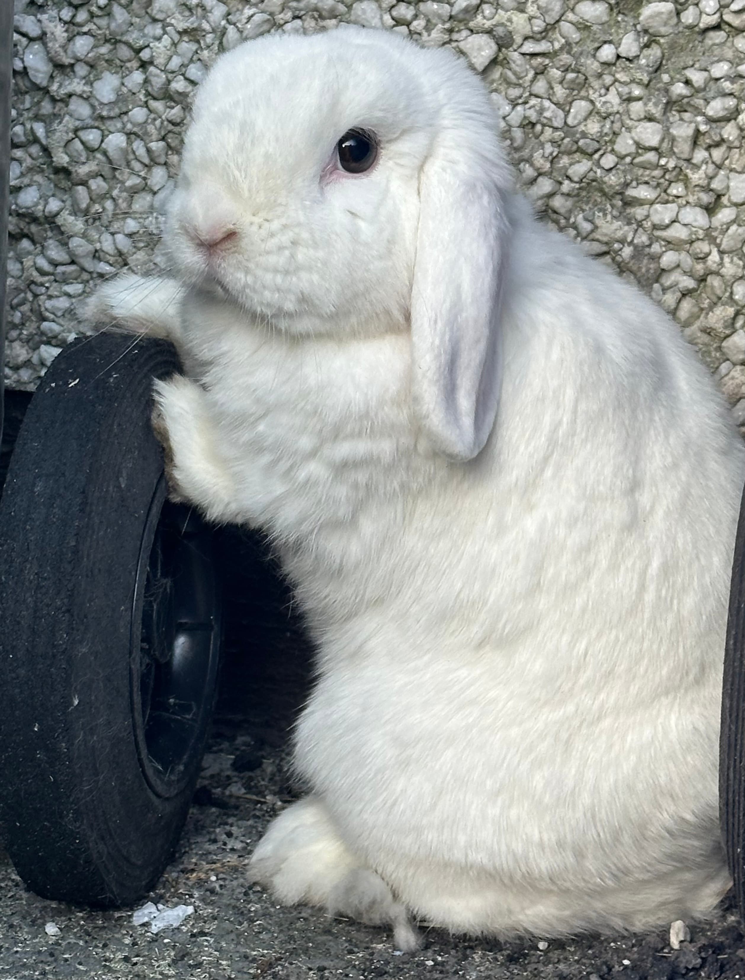 Chase, Pasha’s white male rabbit